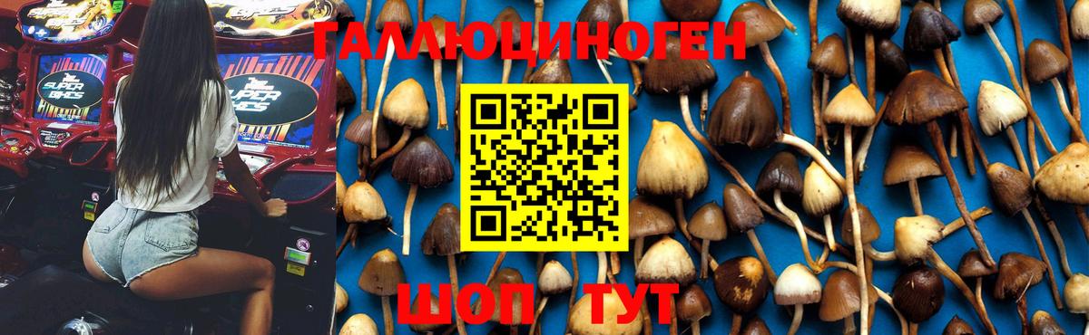 Галлюциногенные грибы GOLDEN TEACHER Междуреченск